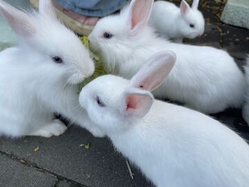 3 Kaninchenböckchen suchen ein neues Zuhause